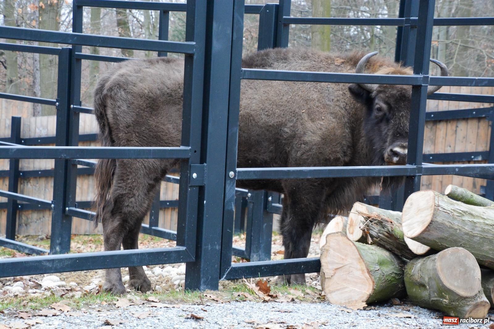 Zdjęcie w galerii na portalu naszraciborz.pl: Oto żubrza rodzinka z Raciborza. Od 14 lutego zagroda w Brzeziu znów otwarta [FOTO i WIDEO] wiadomości z regionu