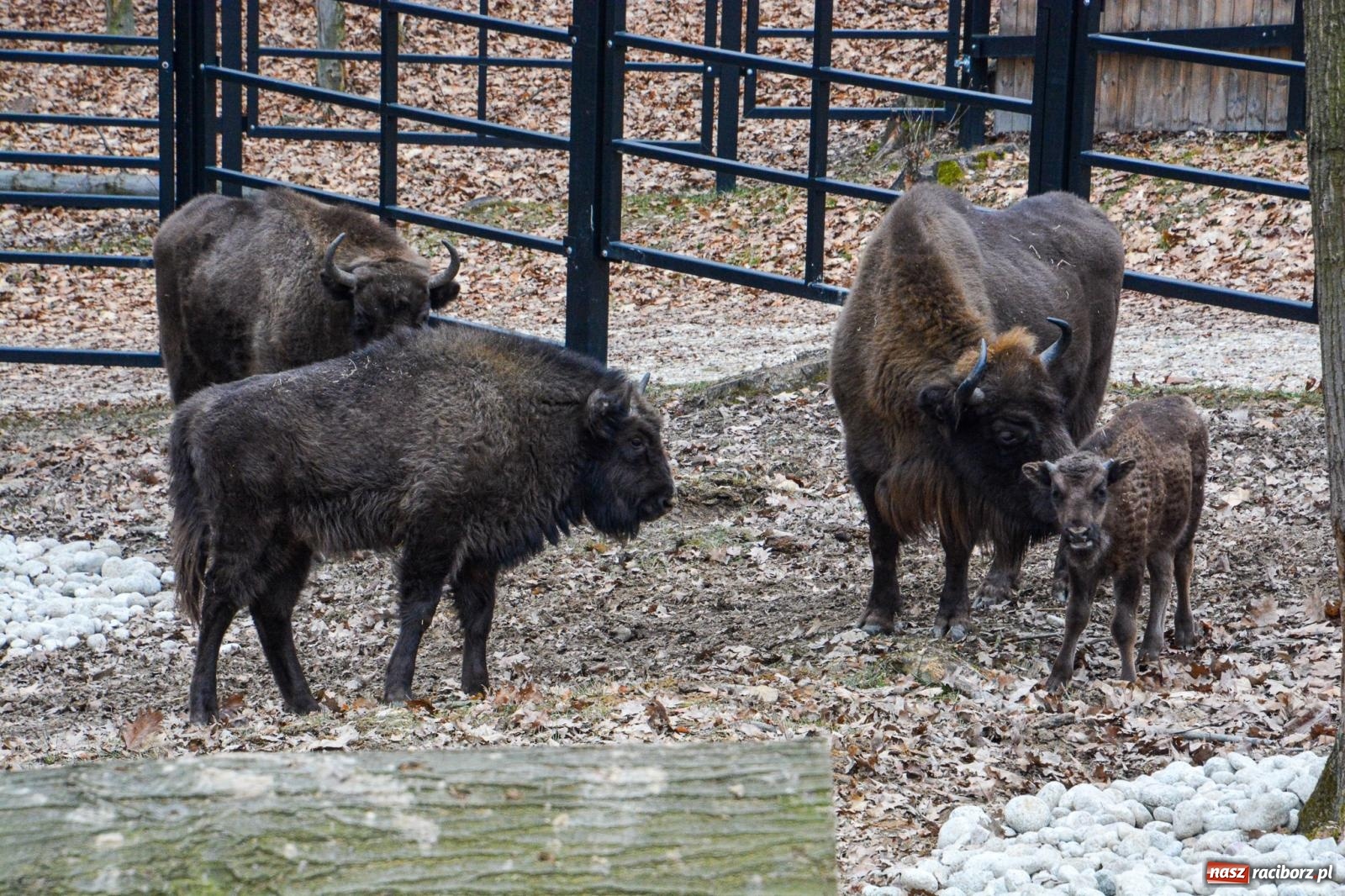 Zdjęcie w galerii na portalu naszraciborz.pl: Oto żubrza rodzinka z Raciborza. Od 14 lutego zagroda w Brzeziu znów otwarta [FOTO i WIDEO] wiadomości z regionu