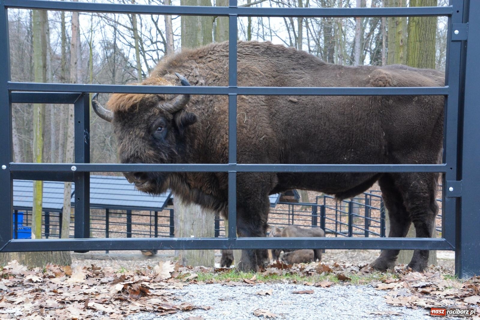 Zdjęcie w galerii na portalu naszraciborz.pl: Oto żubrza rodzinka z Raciborza. Od 14 lutego zagroda w Brzeziu znów otwarta [FOTO i WIDEO] wiadomości z regionu