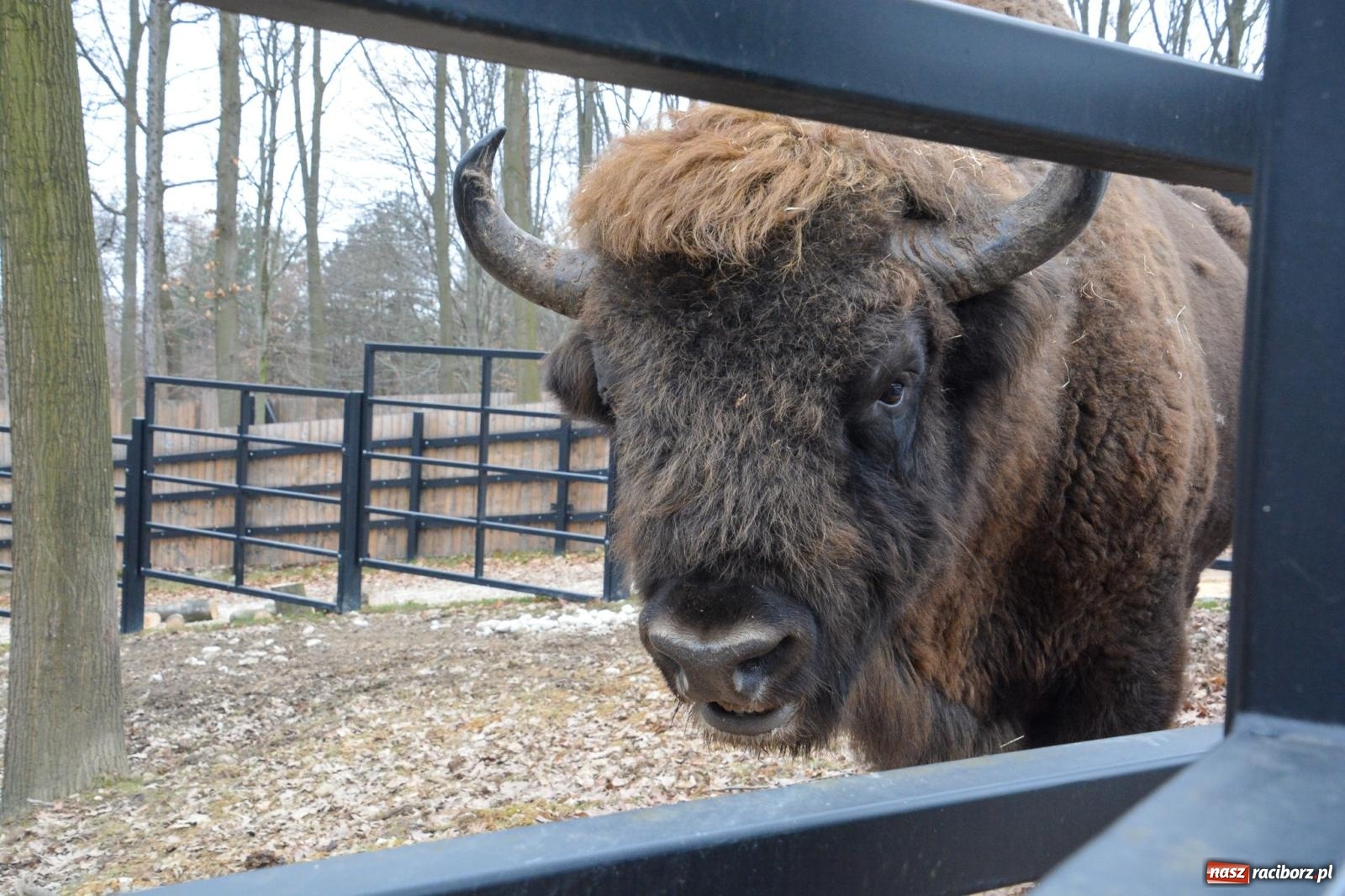 Zdjęcie w galerii na portalu naszraciborz.pl: Oto żubrza rodzinka z Raciborza. Od 14 lutego zagroda w Brzeziu znów otwarta [FOTO i WIDEO] wiadomości z regionu