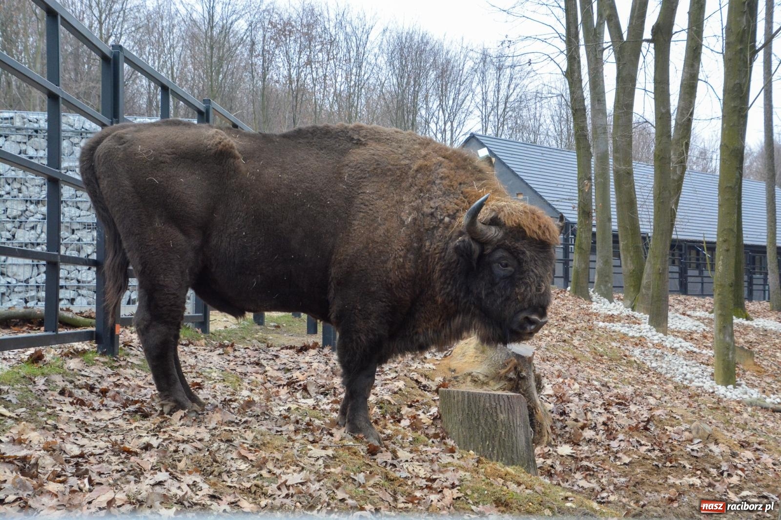 Zdjęcie w galerii na portalu naszraciborz.pl: Oto żubrza rodzinka z Raciborza. Od 14 lutego zagroda w Brzeziu znów otwarta [FOTO i WIDEO] wiadomości z regionu