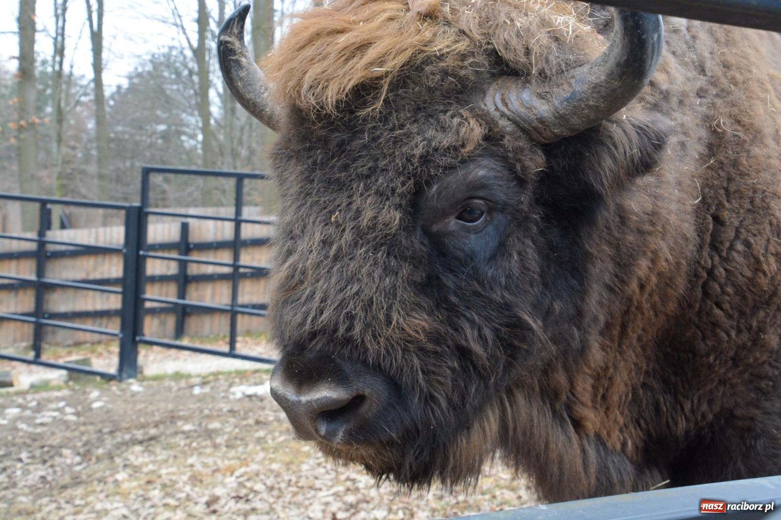 Zdjęcie w galerii na portalu naszraciborz.pl: Oto żubrza rodzinka z Raciborza. Od 14 lutego zagroda w Brzeziu znów otwarta [FOTO i WIDEO] wiadomości z regionu