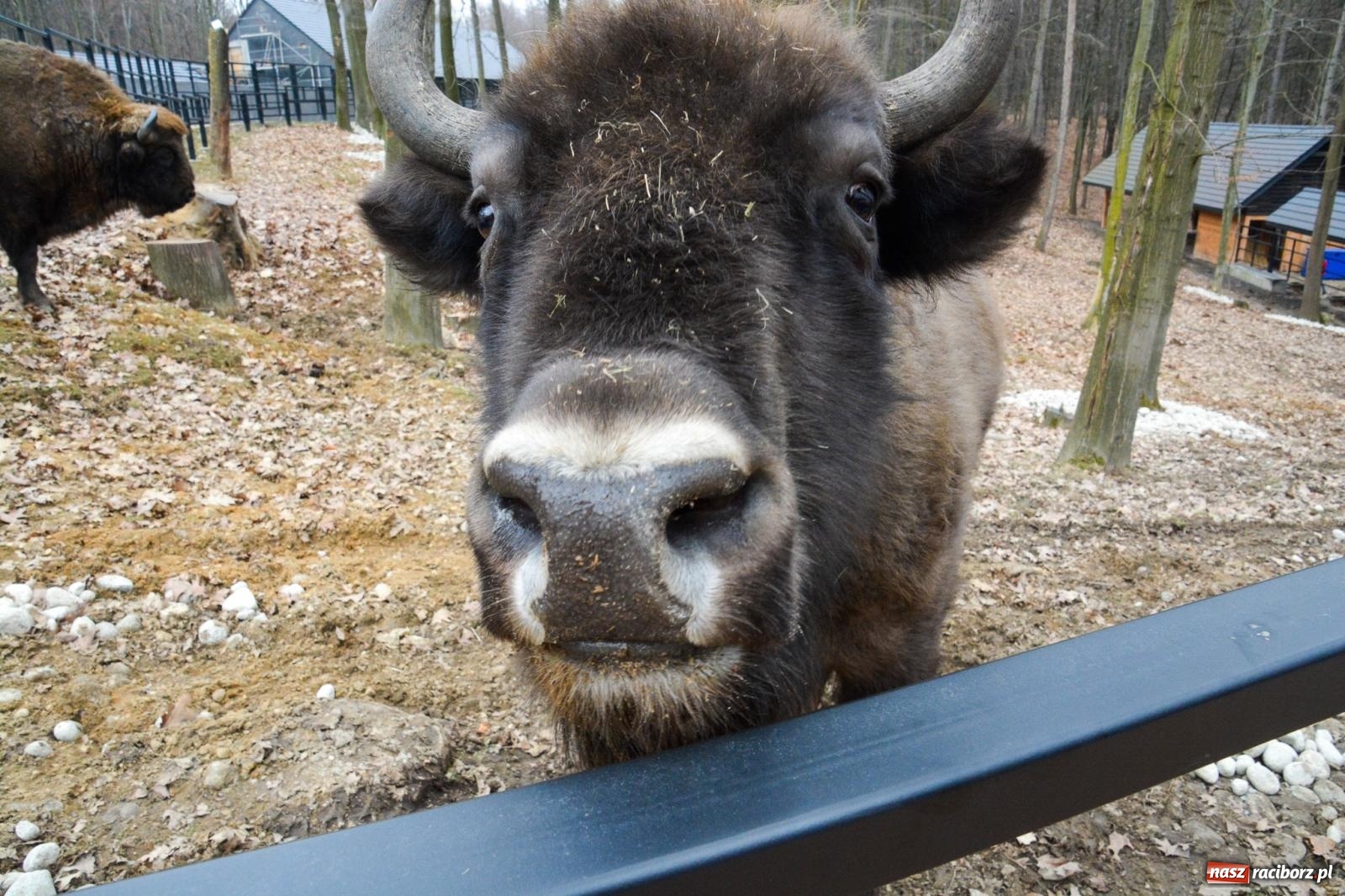Zdjęcie w galerii na portalu naszraciborz.pl: Oto żubrza rodzinka z Raciborza. Od 14 lutego zagroda w Brzeziu znów otwarta [FOTO i WIDEO] wiadomości z regionu