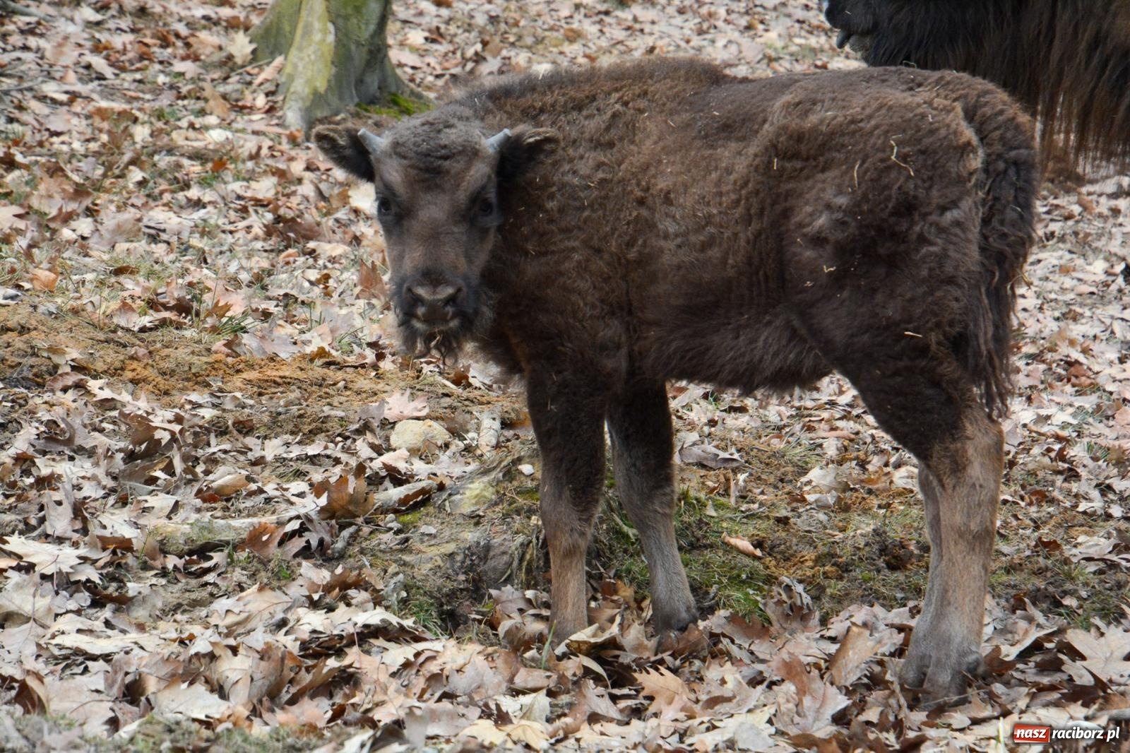 Zdjęcie w galerii na portalu naszraciborz.pl: Oto żubrza rodzinka z Raciborza. Od 14 lutego zagroda w Brzeziu znów otwarta [FOTO i WIDEO] wiadomości z regionu