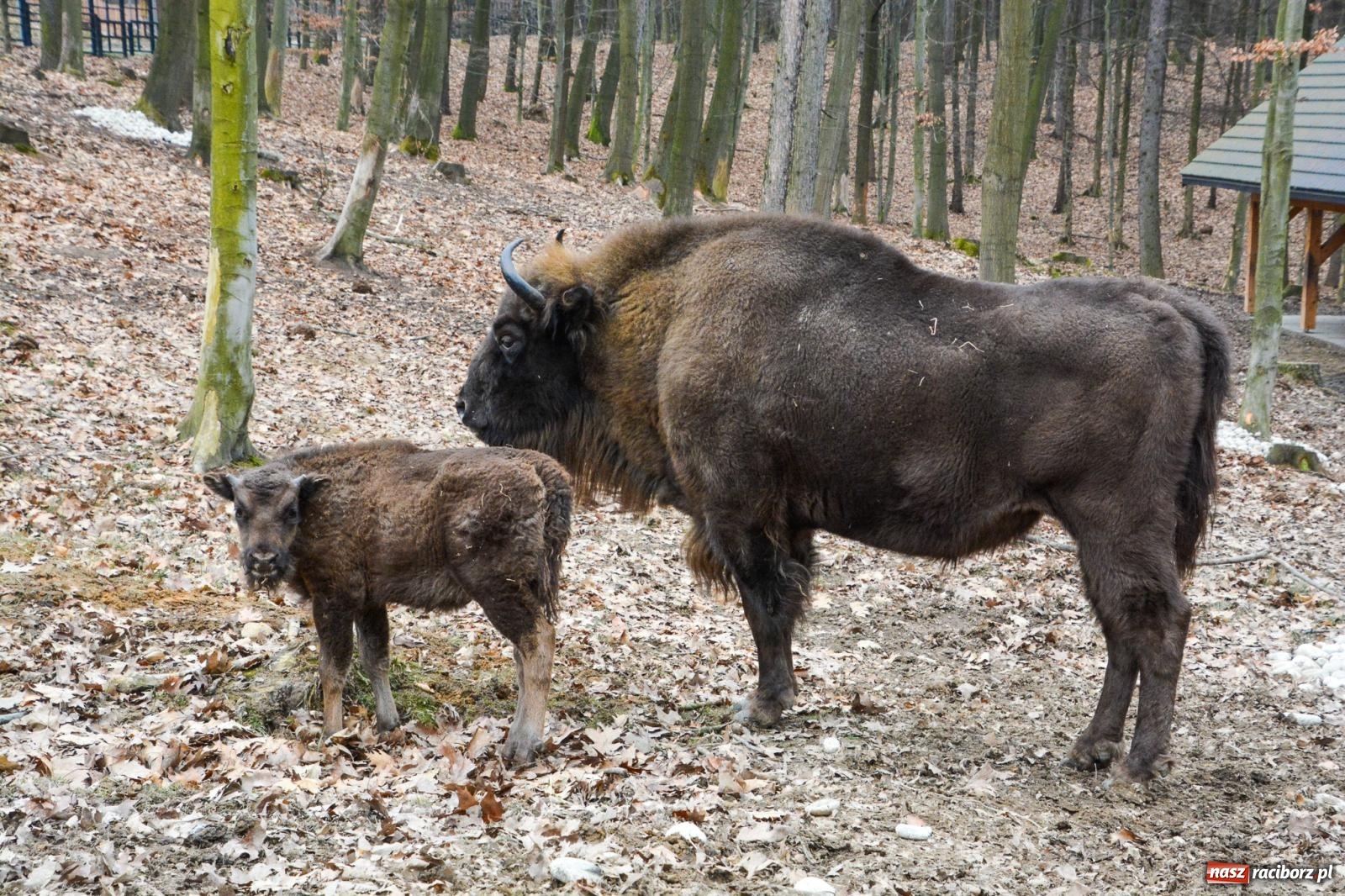Zdjęcie w galerii na portalu naszraciborz.pl: Oto żubrza rodzinka z Raciborza. Od 14 lutego zagroda w Brzeziu znów otwarta [FOTO i WIDEO] wiadomości z regionu