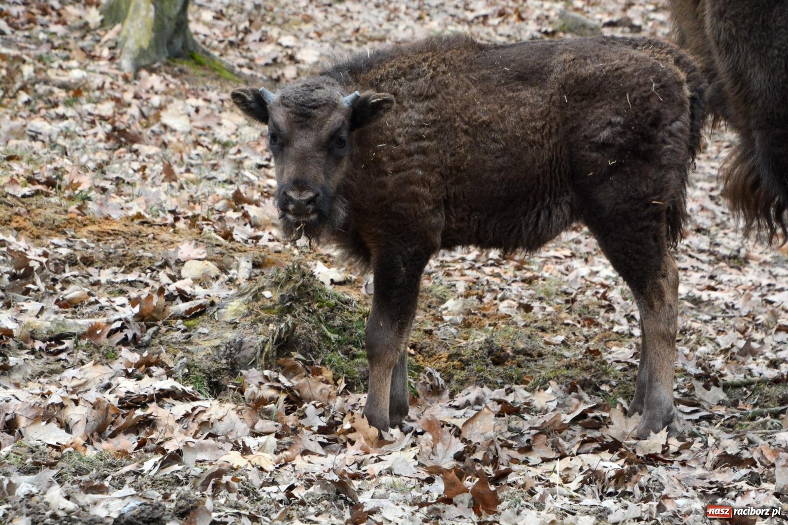 Zdjęcie w galerii na portalu naszraciborz.pl: Oto żubrza rodzinka z Raciborza. Od 14 lutego zagroda w Brzeziu znów otwarta [FOTO i WIDEO] wiadomości z regionu