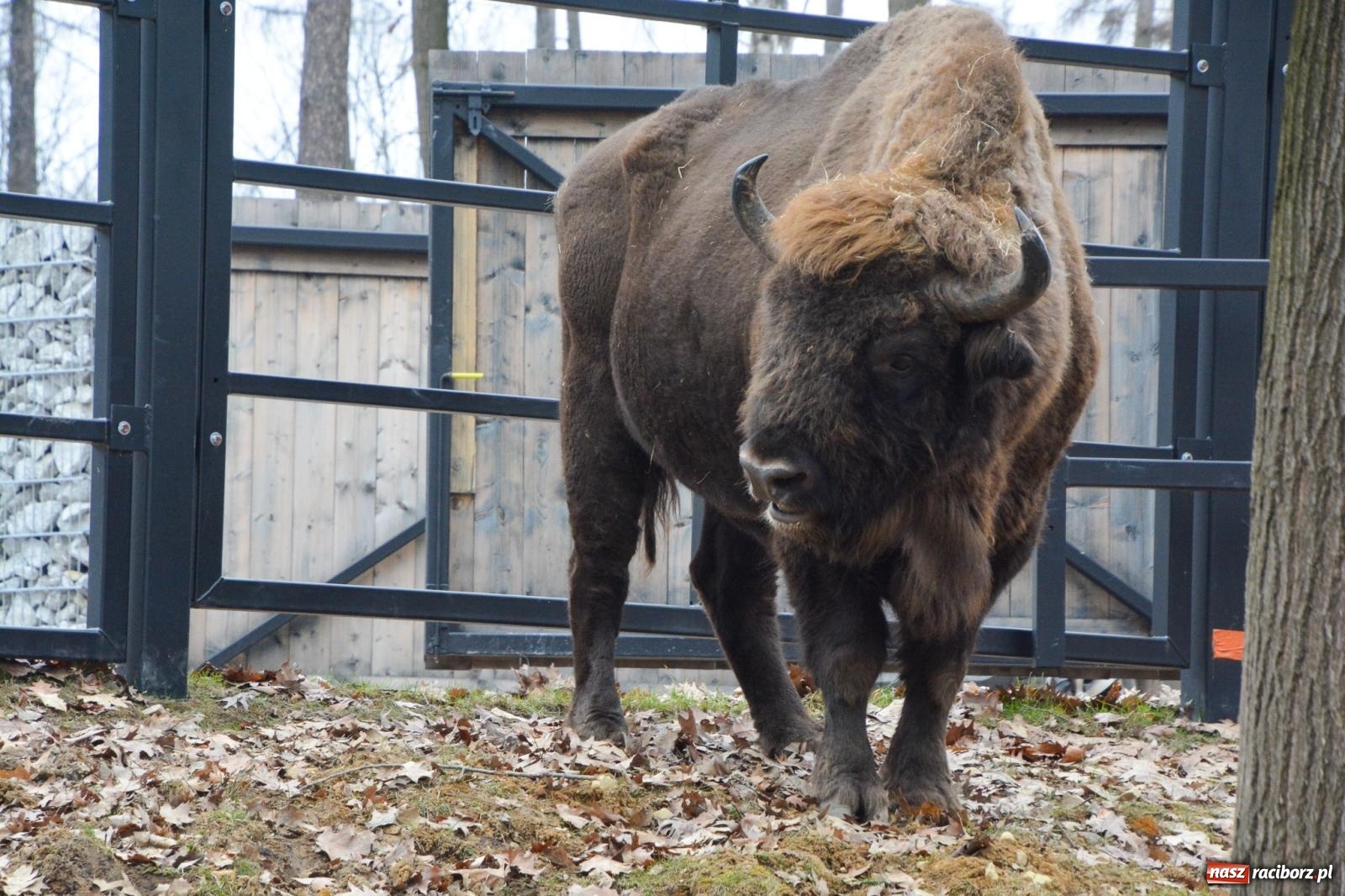 Zdjęcie w galerii na portalu naszraciborz.pl: Oto żubrza rodzinka z Raciborza. Od 14 lutego zagroda w Brzeziu znów otwarta [FOTO i WIDEO] wiadomości z regionu