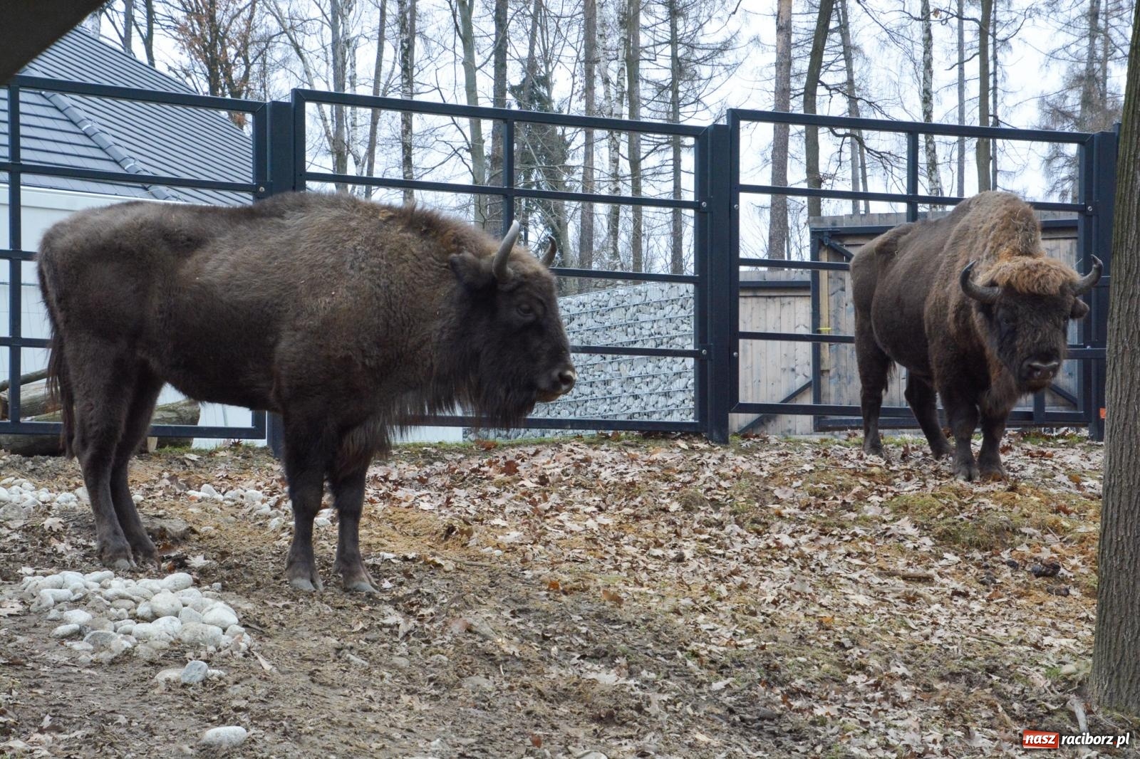Zdjęcie w galerii na portalu naszraciborz.pl: Oto żubrza rodzinka z Raciborza. Od 14 lutego zagroda w Brzeziu znów otwarta [FOTO i WIDEO] wiadomości z regionu