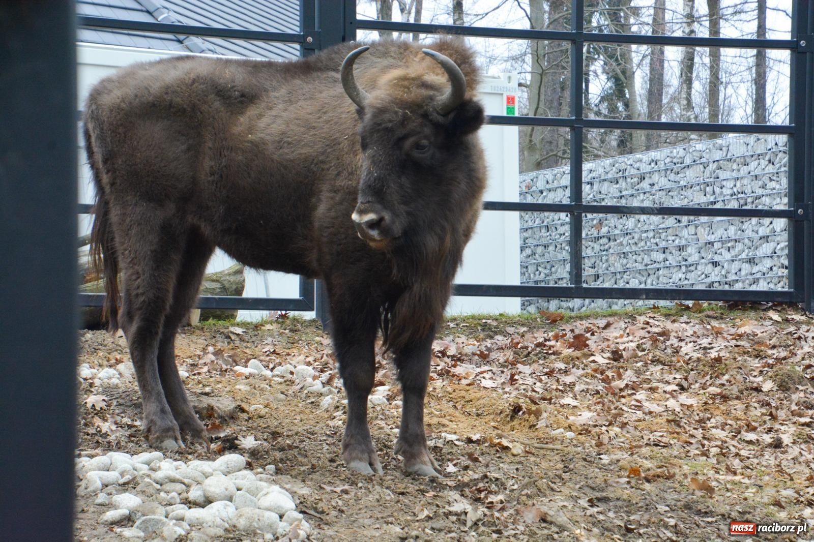 Zdjęcie w galerii na portalu naszraciborz.pl: Oto żubrza rodzinka z Raciborza. Od 14 lutego zagroda w Brzeziu znów otwarta [FOTO i WIDEO] wiadomości z regionu