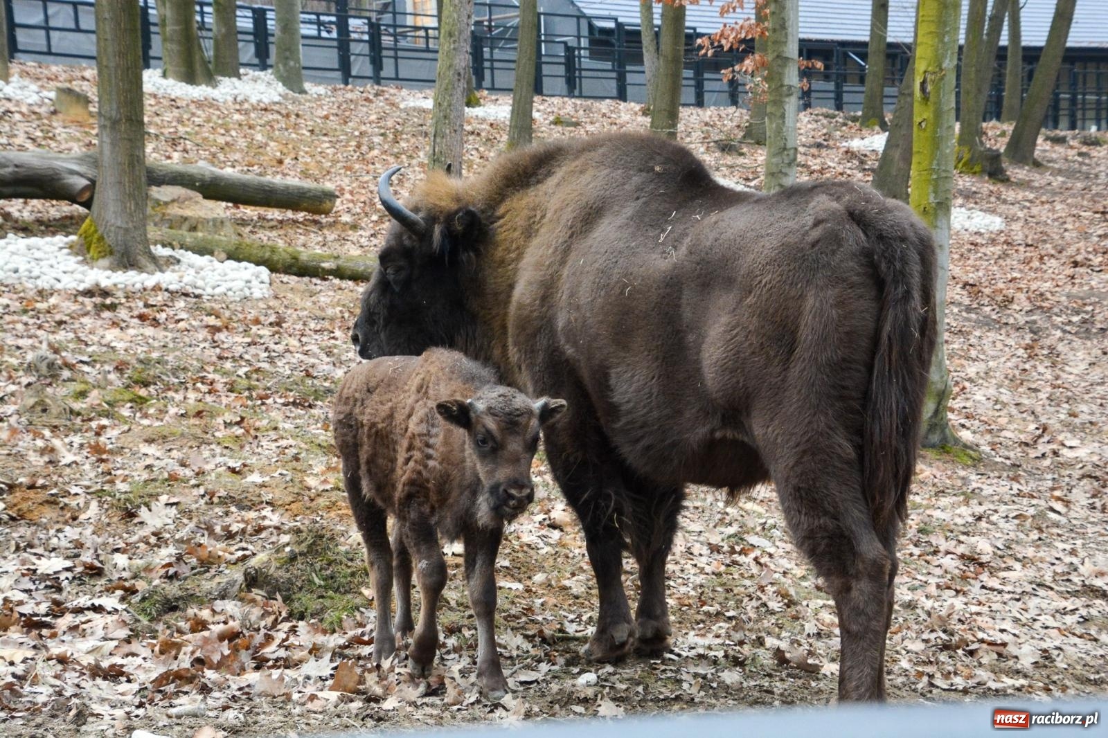 Zdjęcie w galerii na portalu naszraciborz.pl: Oto żubrza rodzinka z Raciborza. Od 14 lutego zagroda w Brzeziu znów otwarta [FOTO i WIDEO] wiadomości z regionu