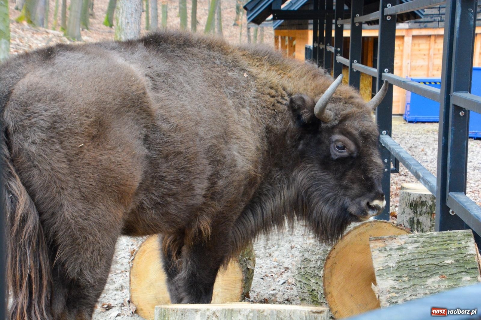 Zdjęcie w galerii na portalu naszraciborz.pl: Oto żubrza rodzinka z Raciborza. Od 14 lutego zagroda w Brzeziu znów otwarta [FOTO i WIDEO] wiadomości z regionu