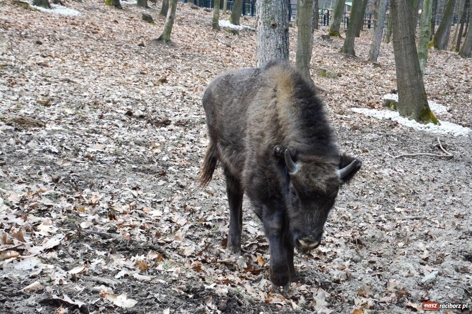 Zdjęcie w galerii na portalu naszraciborz.pl: Oto żubrza rodzinka z Raciborza. Od 14 lutego zagroda w Brzeziu znów otwarta [FOTO i WIDEO] wiadomości z regionu