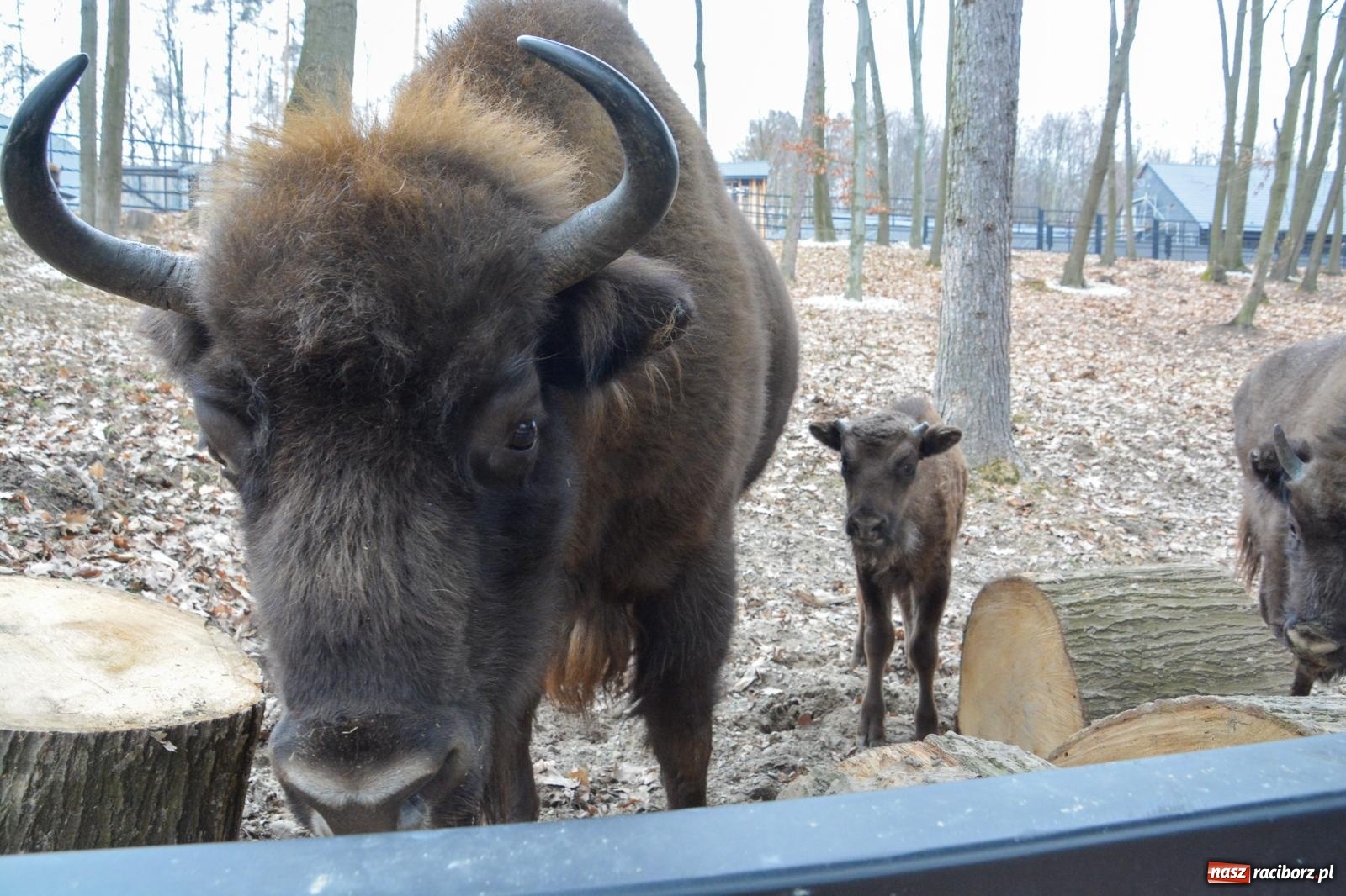 Zdjęcie w galerii na portalu naszraciborz.pl: Oto żubrza rodzinka z Raciborza. Od 14 lutego zagroda w Brzeziu znów otwarta [FOTO i WIDEO] wiadomości z regionu