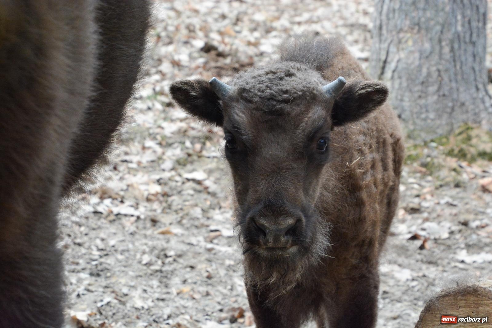 Zdjęcie w galerii na portalu naszraciborz.pl: Oto żubrza rodzinka z Raciborza. Od 14 lutego zagroda w Brzeziu znów otwarta [FOTO i WIDEO] wiadomości z regionu