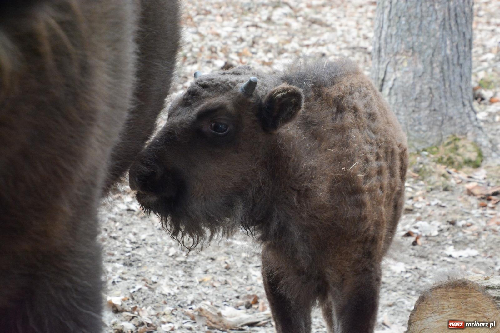 Zdjęcie w galerii na portalu naszraciborz.pl: Oto żubrza rodzinka z Raciborza. Od 14 lutego zagroda w Brzeziu znów otwarta [FOTO i WIDEO] wiadomości z regionu
