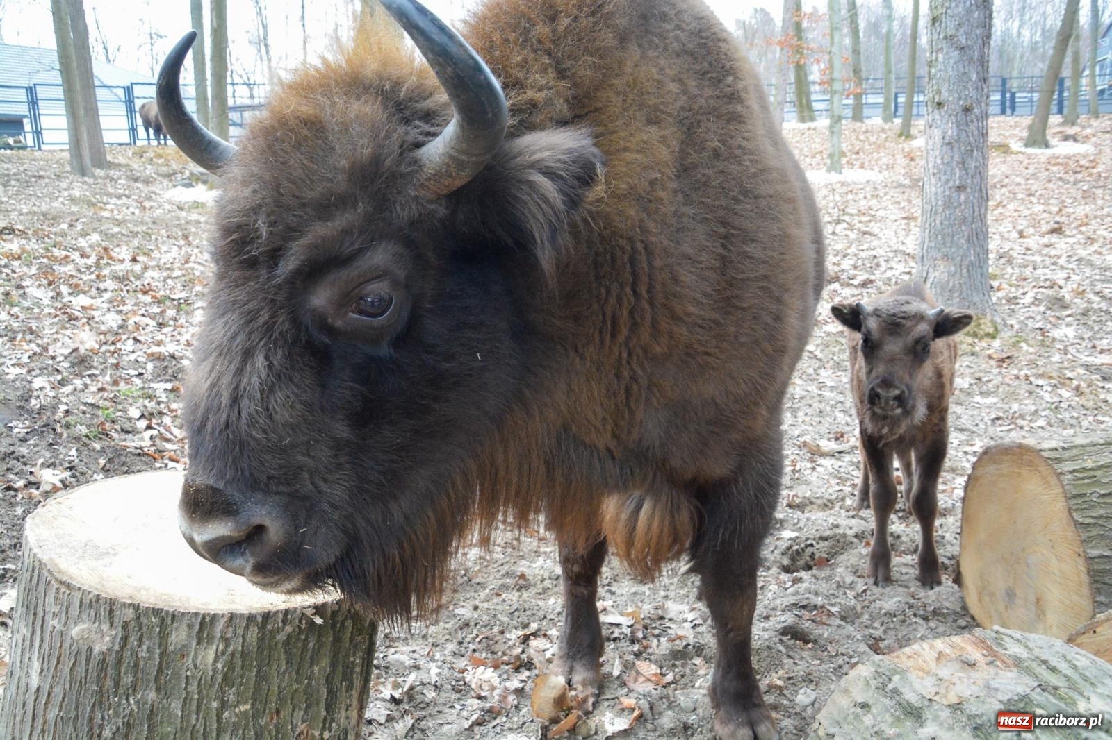 Zdjęcie w galerii na portalu naszraciborz.pl: Oto żubrza rodzinka z Raciborza. Od 14 lutego zagroda w Brzeziu znów otwarta [FOTO i WIDEO] wiadomości z regionu