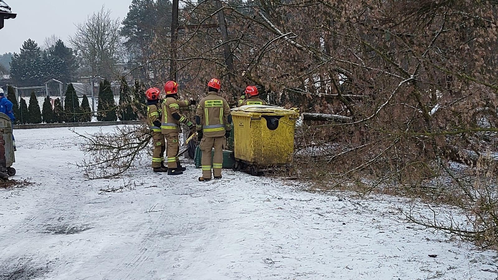Zdjęcie w galerii na portalu naszraciborz.pl: Raport 998. Dziecko w opresji przy Rybnickiej, drzewo na słupie w Rudach wiadomości z regionu
