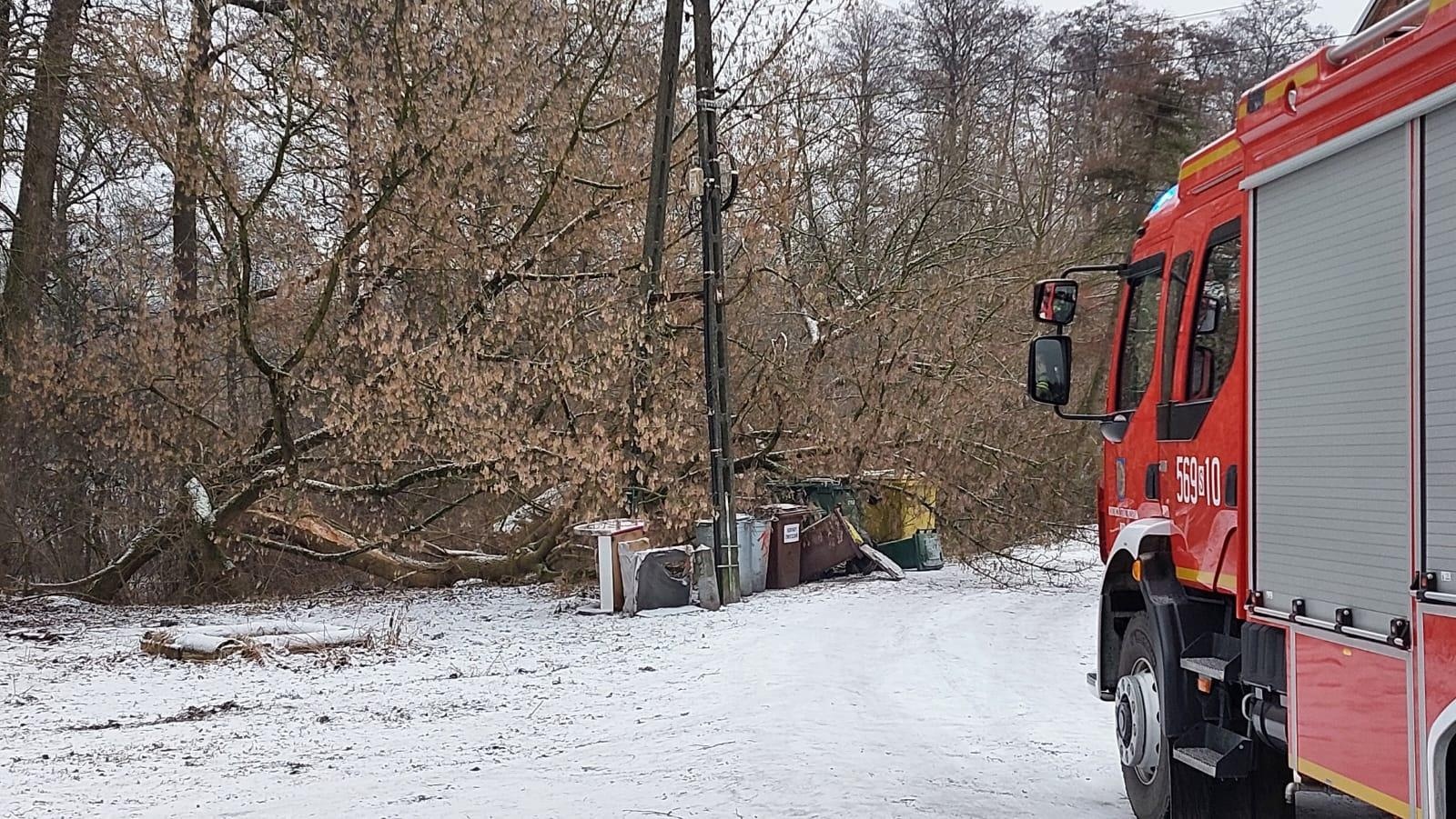 Zdjęcie w galerii na portalu naszraciborz.pl: Raport 998. Dziecko w opresji przy Rybnickiej, drzewo na słupie w Rudach wiadomości z regionu