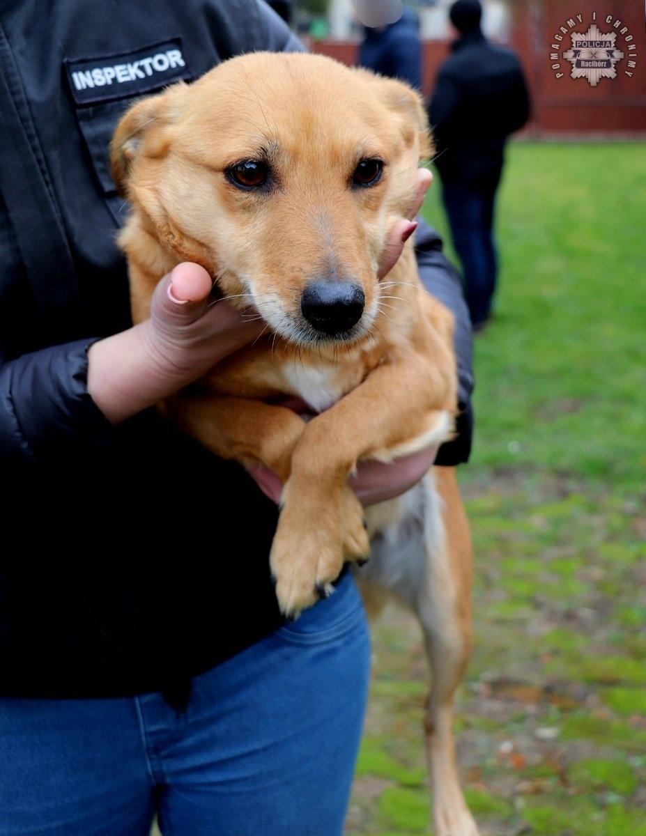 Zdjęcie w galerii na portalu naszraciborz.pl: Znęcał się nad psem. Usłyszał już zarzuty wiadomości z regionu