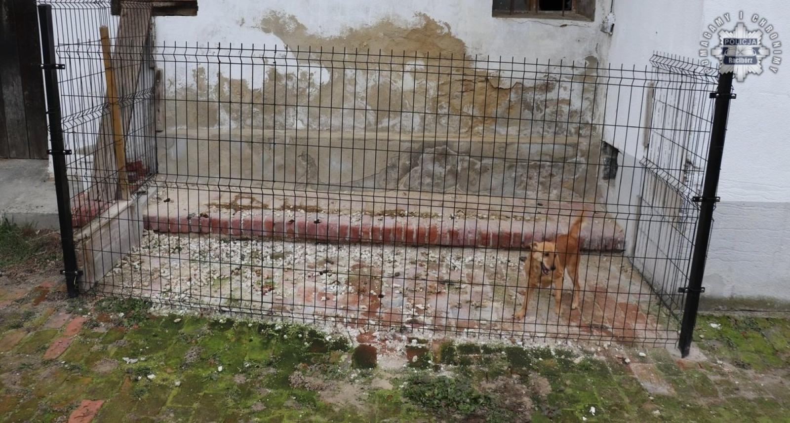 Zdjęcie w galerii na portalu naszraciborz.pl: Znęcał się nad psem. Usłyszał już zarzuty wiadomości z regionu