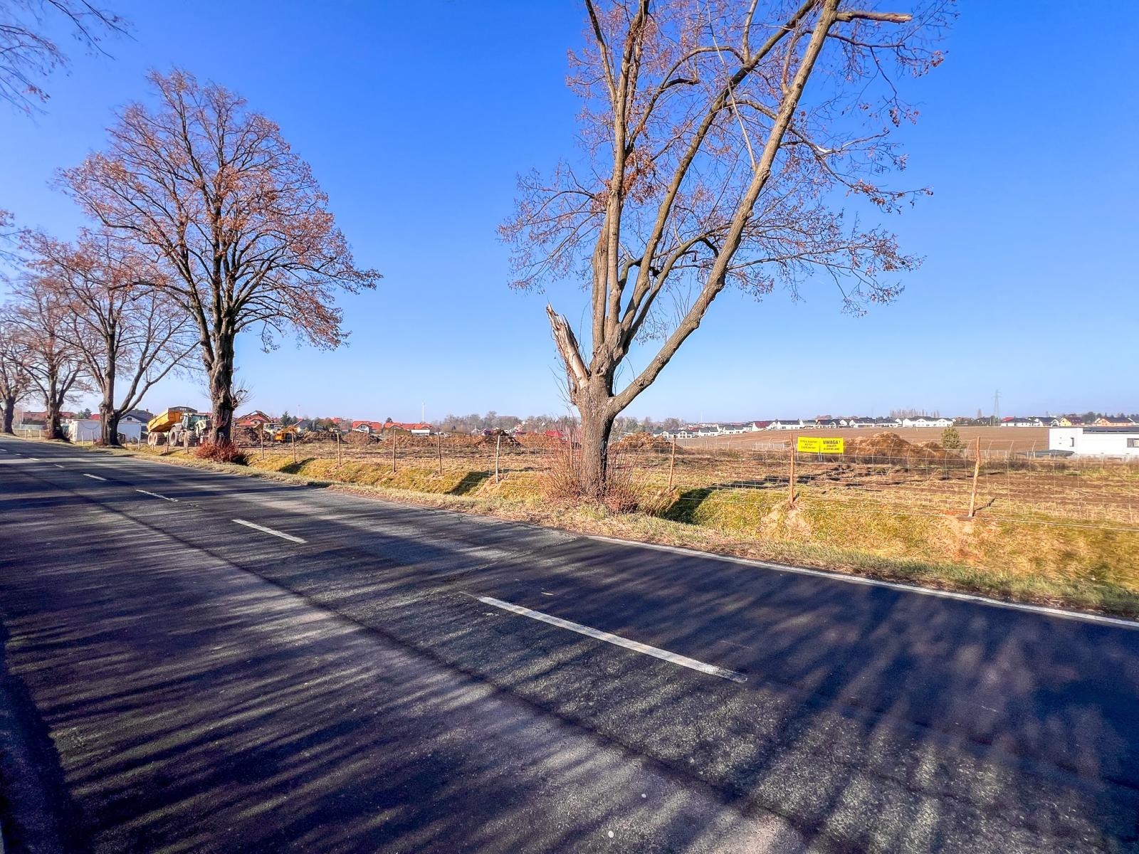 Zdjęcie w galerii na portalu naszraciborz.pl: Drzewa wzdłuż Opawskiej do wycinki? Radny interweniuje, miasto odpowiada wiadomości z regionu