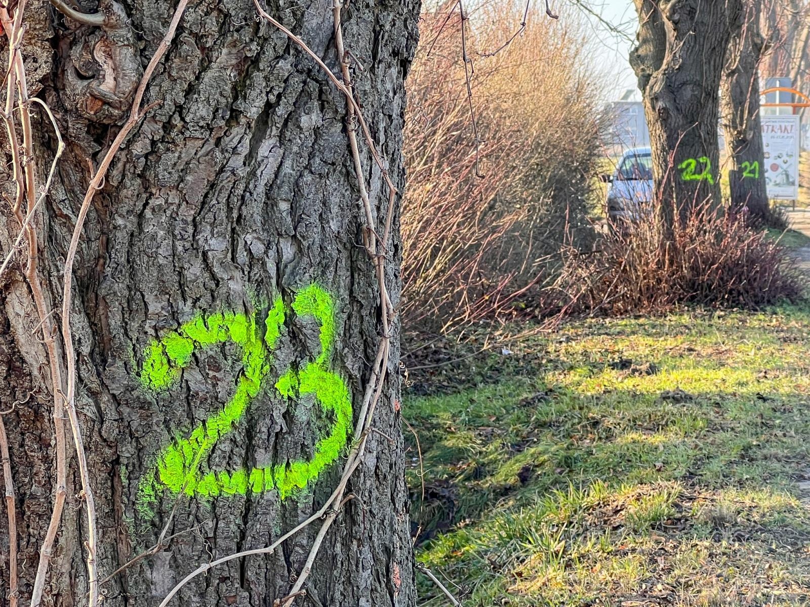 Zdjęcie w galerii na portalu naszraciborz.pl: Drzewa wzdłuż Opawskiej do wycinki? Radny interweniuje, miasto odpowiada wiadomości z regionu