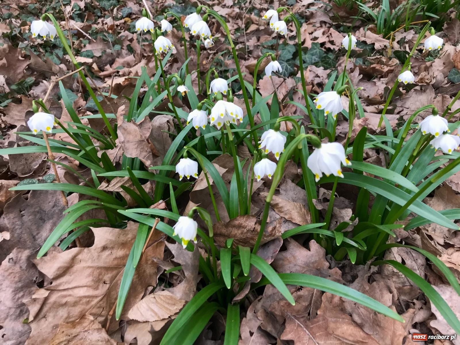 Zdjęcie w galerii na portalu naszraciborz.pl: Arboretum Bramy Morawskiej planuje kolejną atrakcję w Zaczarowanym Ogrodzie wiadomości z regionu
