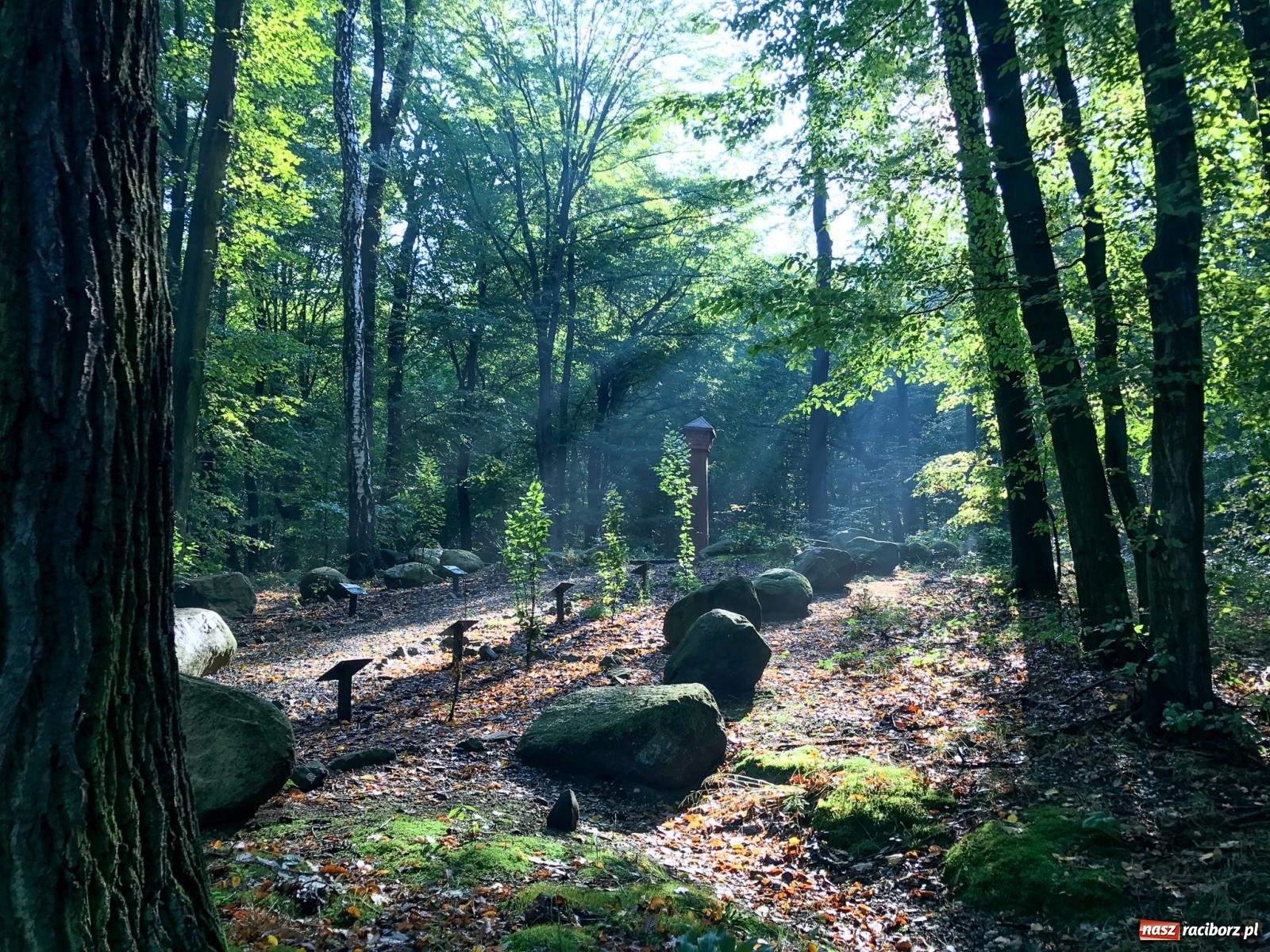 Zdjęcie w galerii na portalu naszraciborz.pl: Arboretum Bramy Morawskiej planuje kolejną atrakcję w Zaczarowanym Ogrodzie wiadomości z regionu