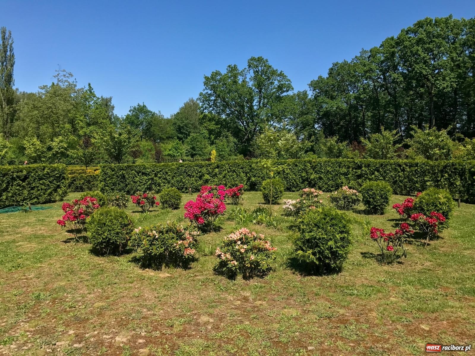 Zdjęcie w galerii na portalu naszraciborz.pl: Arboretum Bramy Morawskiej planuje kolejną atrakcję w Zaczarowanym Ogrodzie wiadomości z regionu