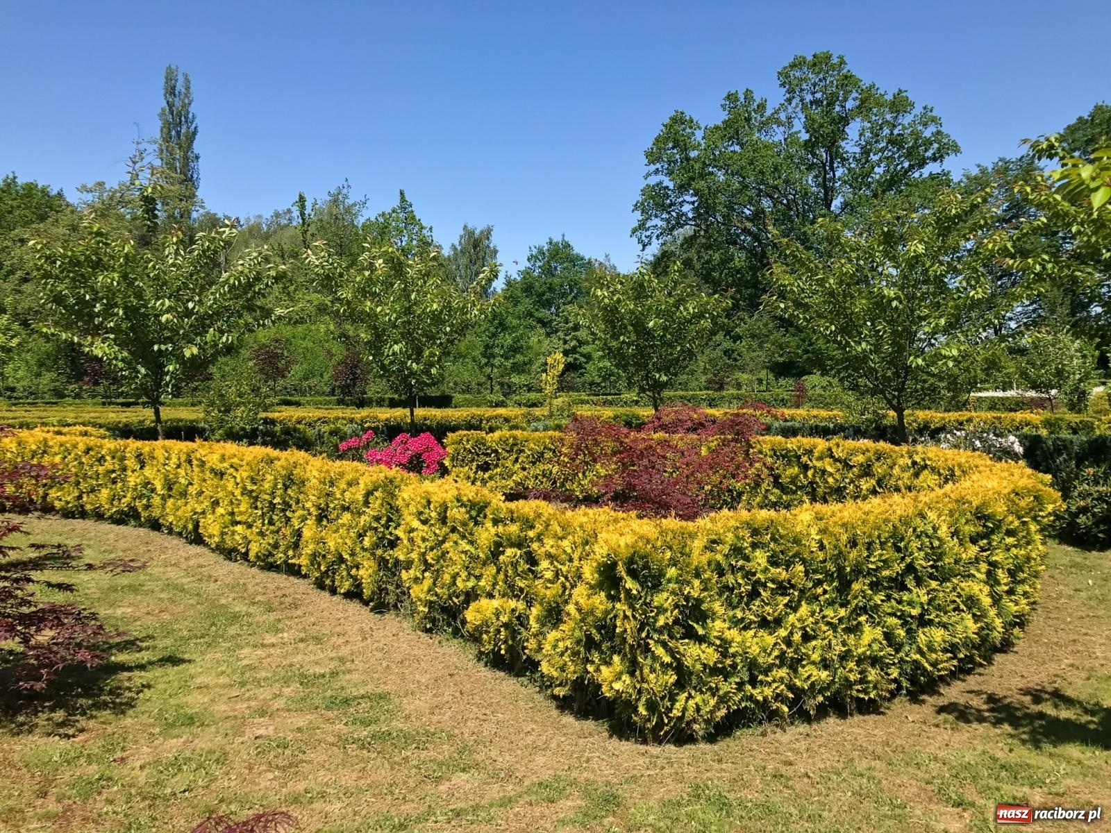Zdjęcie w galerii na portalu naszraciborz.pl: Arboretum Bramy Morawskiej planuje kolejną atrakcję w Zaczarowanym Ogrodzie wiadomości z regionu