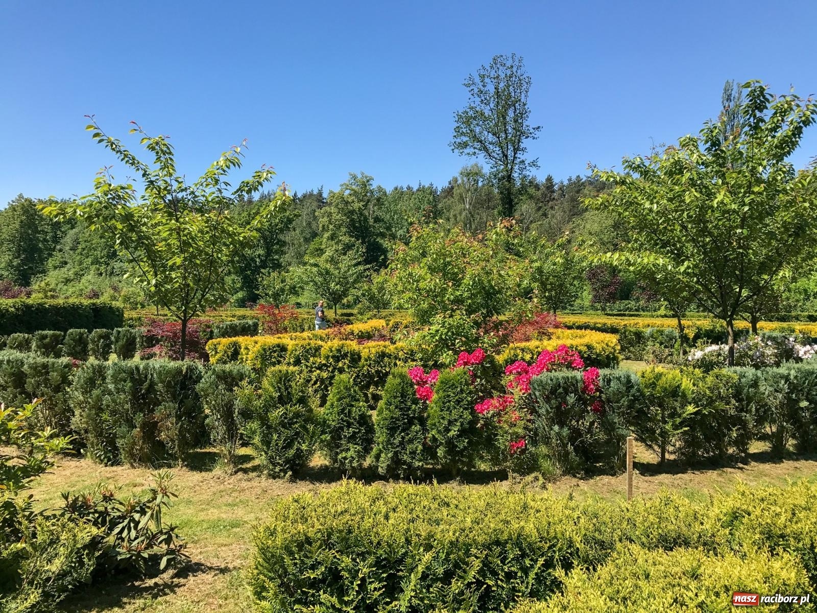 Zdjęcie w galerii na portalu naszraciborz.pl: Arboretum Bramy Morawskiej planuje kolejną atrakcję w Zaczarowanym Ogrodzie wiadomości z regionu