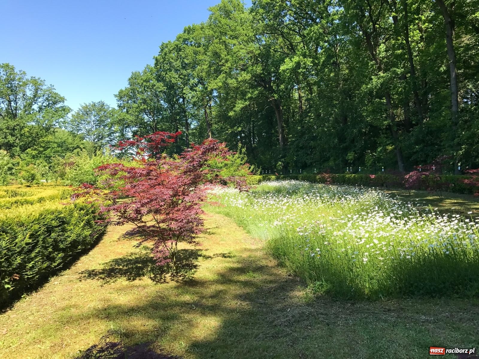 Zdjęcie w galerii na portalu naszraciborz.pl: Arboretum Bramy Morawskiej planuje kolejną atrakcję w Zaczarowanym Ogrodzie wiadomości z regionu