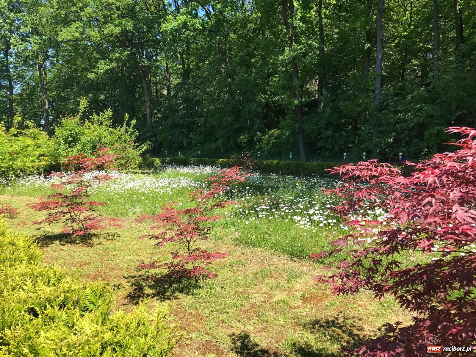 Zdjęcie w galerii na portalu naszraciborz.pl: Arboretum Bramy Morawskiej planuje kolejną atrakcję w Zaczarowanym Ogrodzie wiadomości z regionu