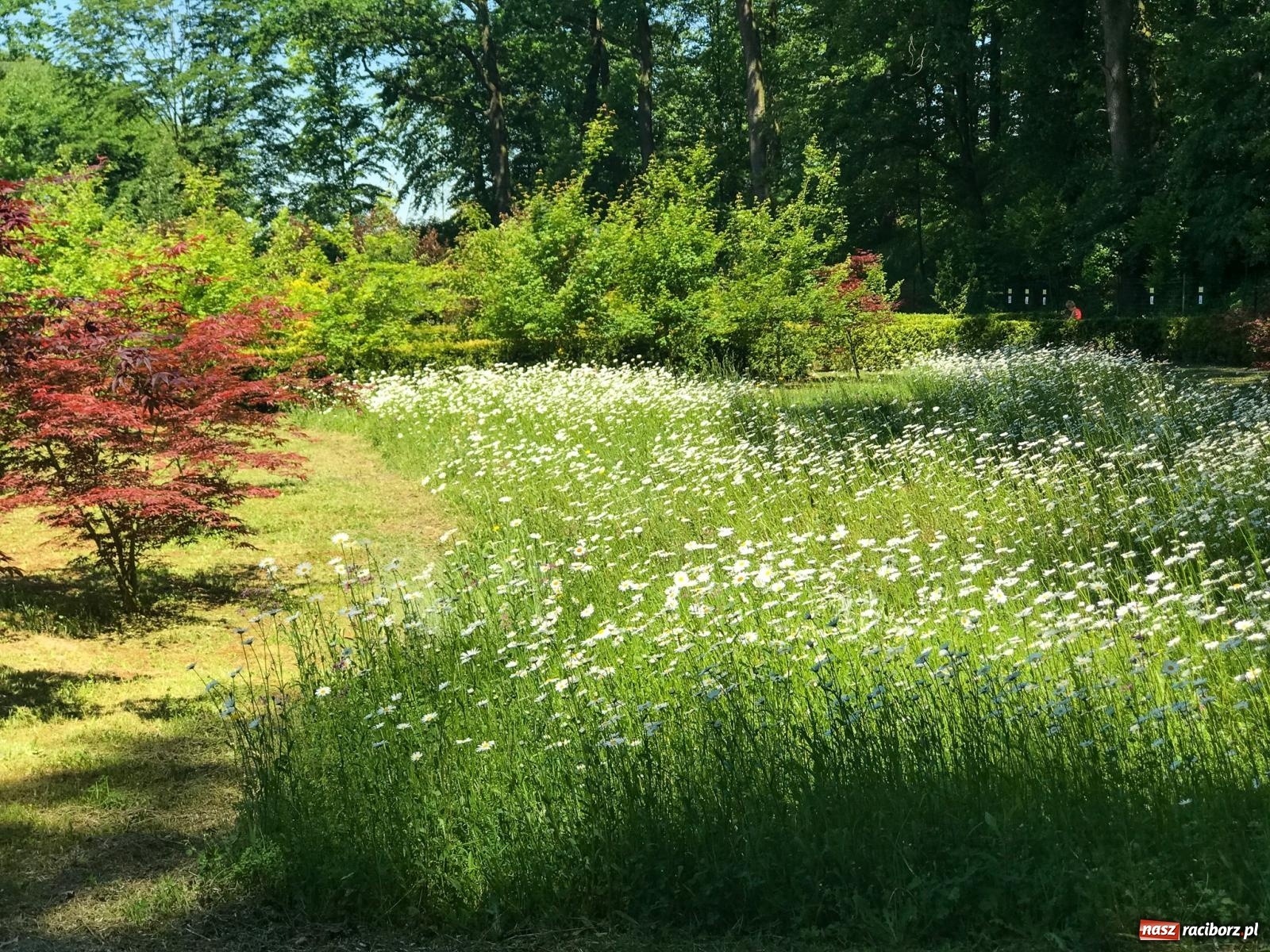 Zdjęcie w galerii na portalu naszraciborz.pl: Arboretum Bramy Morawskiej planuje kolejną atrakcję w Zaczarowanym Ogrodzie wiadomości z regionu