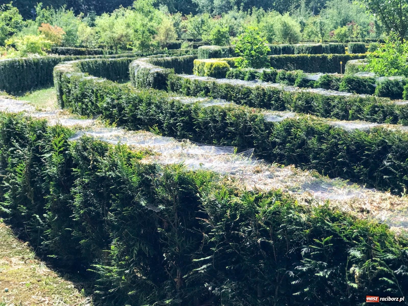 Zdjęcie w galerii na portalu naszraciborz.pl: Arboretum Bramy Morawskiej planuje kolejną atrakcję w Zaczarowanym Ogrodzie wiadomości z regionu