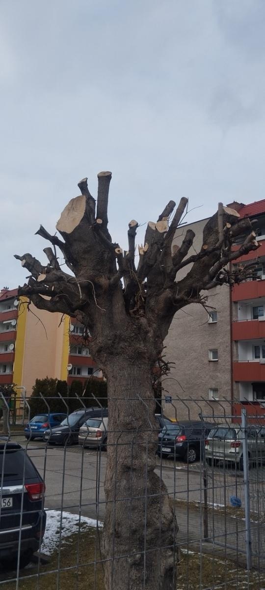 Zdjęcie w galerii na portalu naszraciborz.pl: Zielony Raciborzu, dokąd idziesz? Co się dzieje z tak zwaną pielęgnacją zieleni w Raciborzu? [LIST DO REDAKCJI] wiadomości z regionu