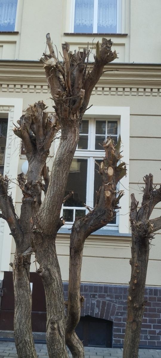 Zdjęcie w galerii na portalu naszraciborz.pl: Zielony Raciborzu, dokąd idziesz? Co się dzieje z tak zwaną pielęgnacją zieleni w Raciborzu? [LIST DO REDAKCJI] wiadomości z regionu