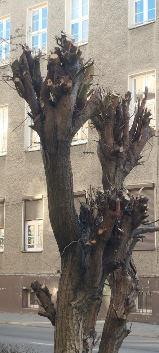 Zdjęcie w galerii na portalu naszraciborz.pl: Zielony Raciborzu, dokąd idziesz? Co się dzieje z tak zwaną pielęgnacją zieleni w Raciborzu? [LIST DO REDAKCJI] wiadomości z regionu