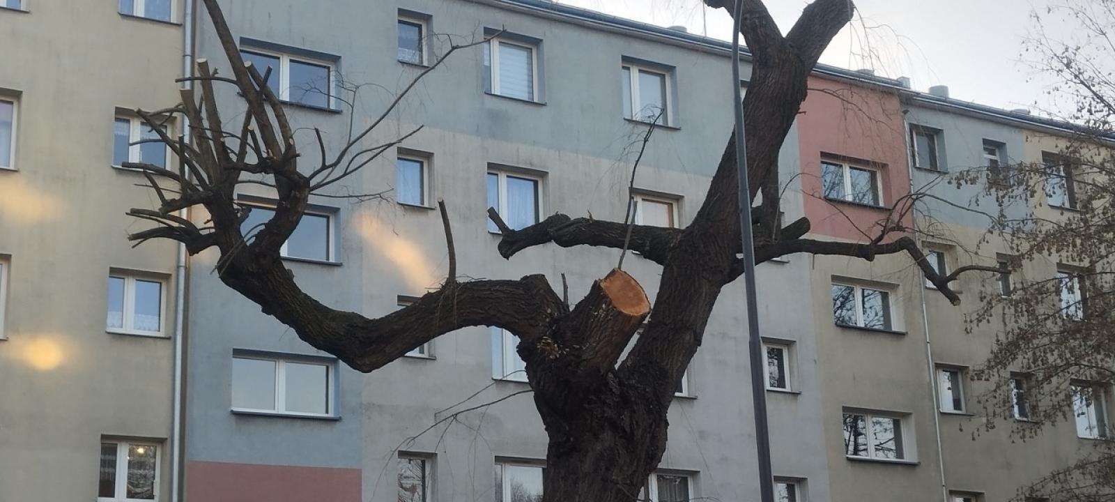 Zdjęcie w galerii na portalu naszraciborz.pl: Zielony Raciborzu, dokąd idziesz? Co się dzieje z tak zwaną pielęgnacją zieleni w Raciborzu? [LIST DO REDAKCJI] wiadomości z regionu
