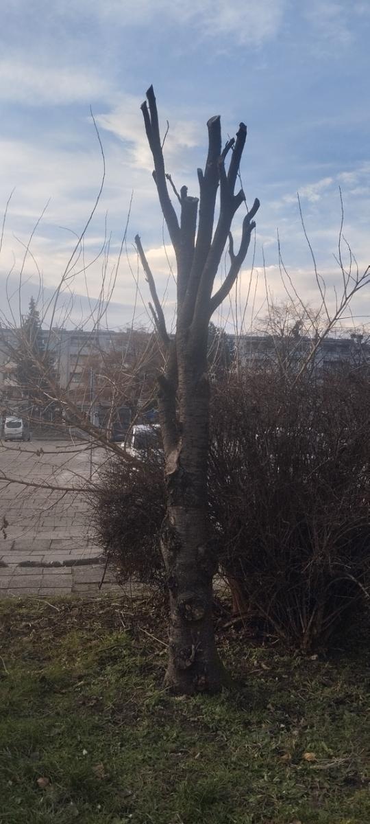 Zdjęcie w galerii na portalu naszraciborz.pl: Zielony Raciborzu, dokąd idziesz? Co się dzieje z tak zwaną pielęgnacją zieleni w Raciborzu? [LIST DO REDAKCJI] wiadomości z regionu