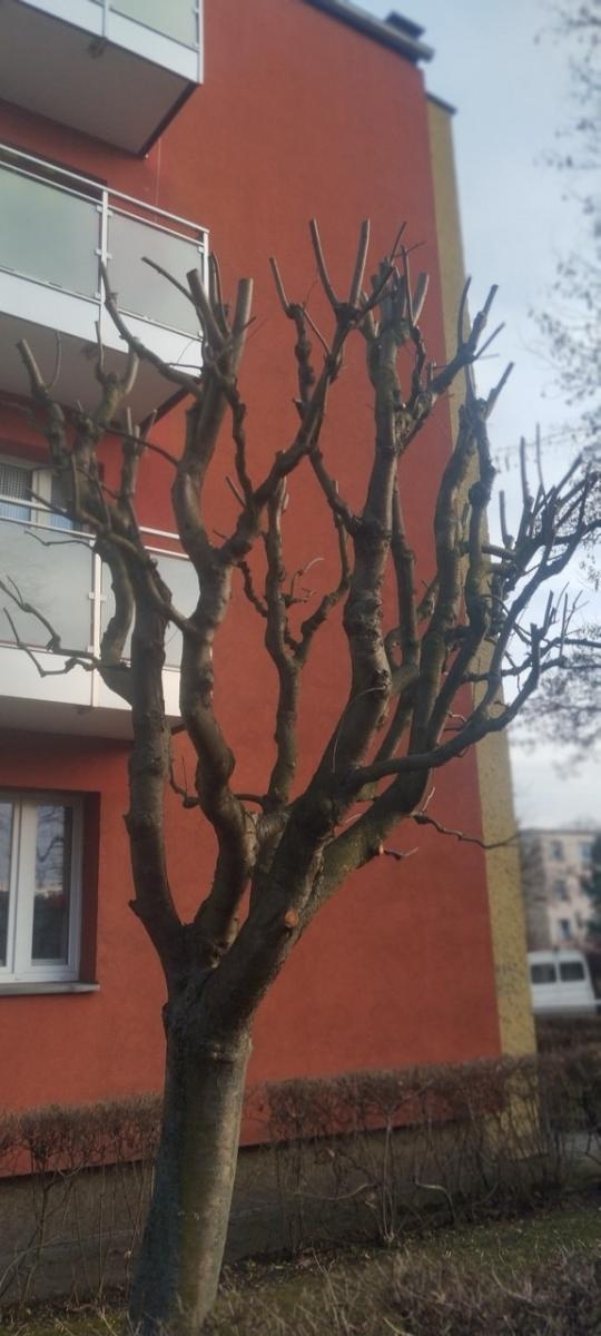 Zdjęcie w galerii na portalu naszraciborz.pl: Zielony Raciborzu, dokąd idziesz? Co się dzieje z tak zwaną pielęgnacją zieleni w Raciborzu? [LIST DO REDAKCJI] wiadomości z regionu