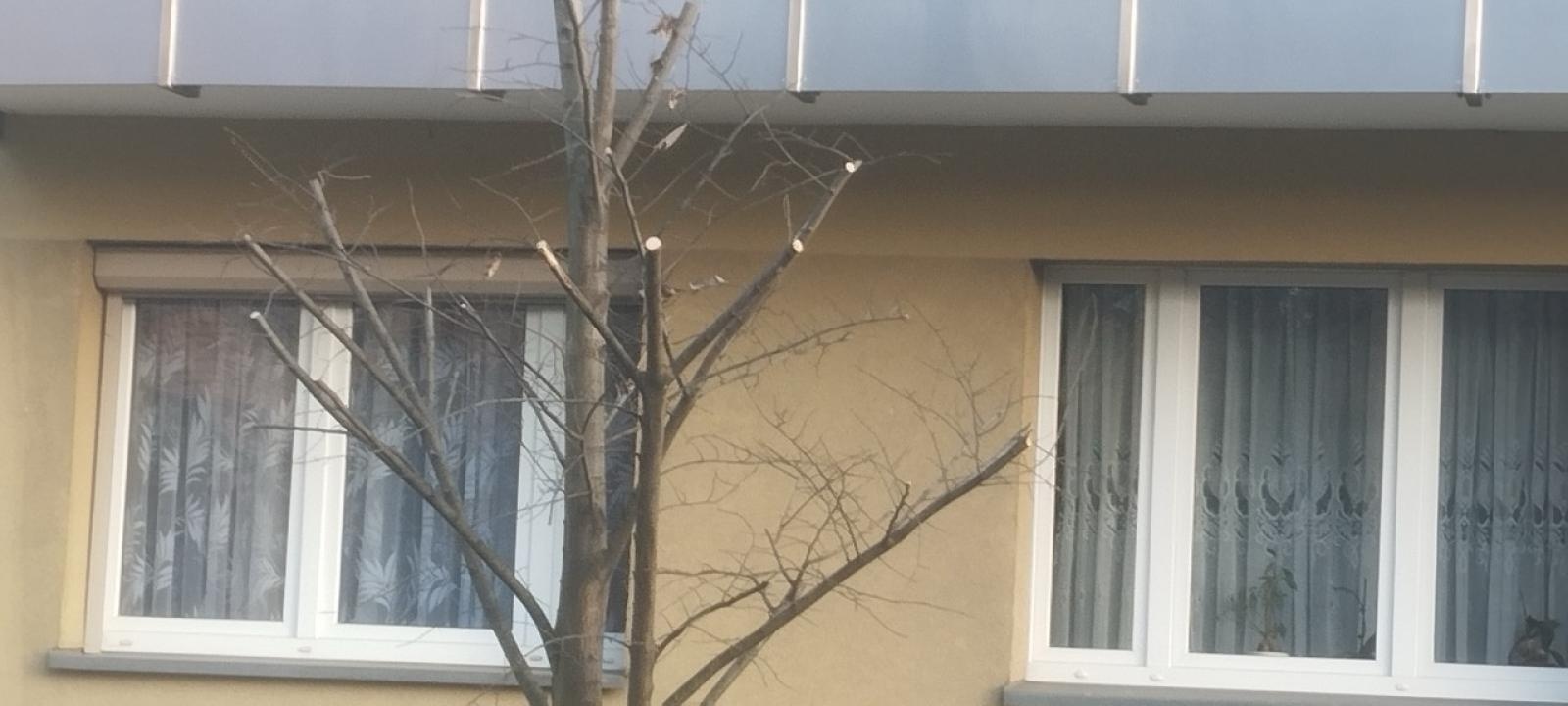 Zdjęcie w galerii na portalu naszraciborz.pl: Zielony Raciborzu, dokąd idziesz? Co się dzieje z tak zwaną pielęgnacją zieleni w Raciborzu? [LIST DO REDAKCJI] wiadomości z regionu