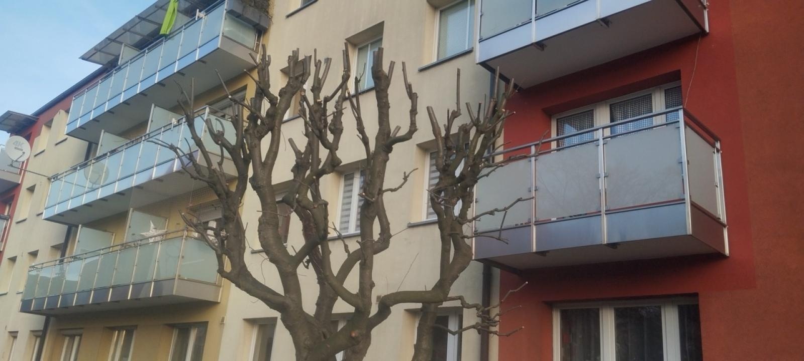 Zdjęcie w galerii na portalu naszraciborz.pl: Zielony Raciborzu, dokąd idziesz? Co się dzieje z tak zwaną pielęgnacją zieleni w Raciborzu? [LIST DO REDAKCJI] wiadomości z regionu