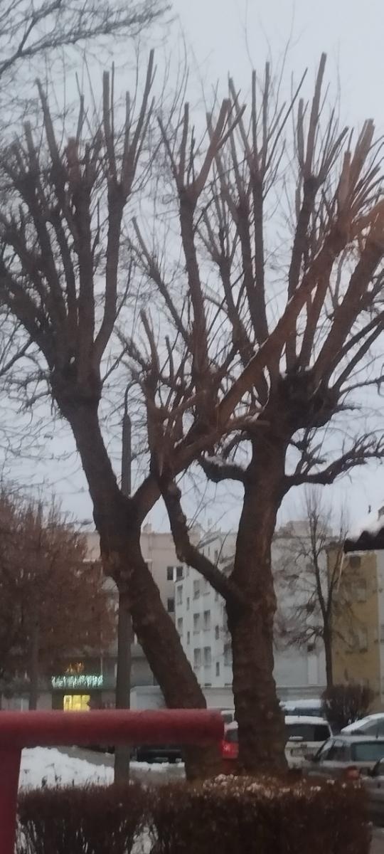 Zdjęcie w galerii na portalu naszraciborz.pl: Zielony Raciborzu, dokąd idziesz? Co się dzieje z tak zwaną pielęgnacją zieleni w Raciborzu? [LIST DO REDAKCJI] wiadomości z regionu