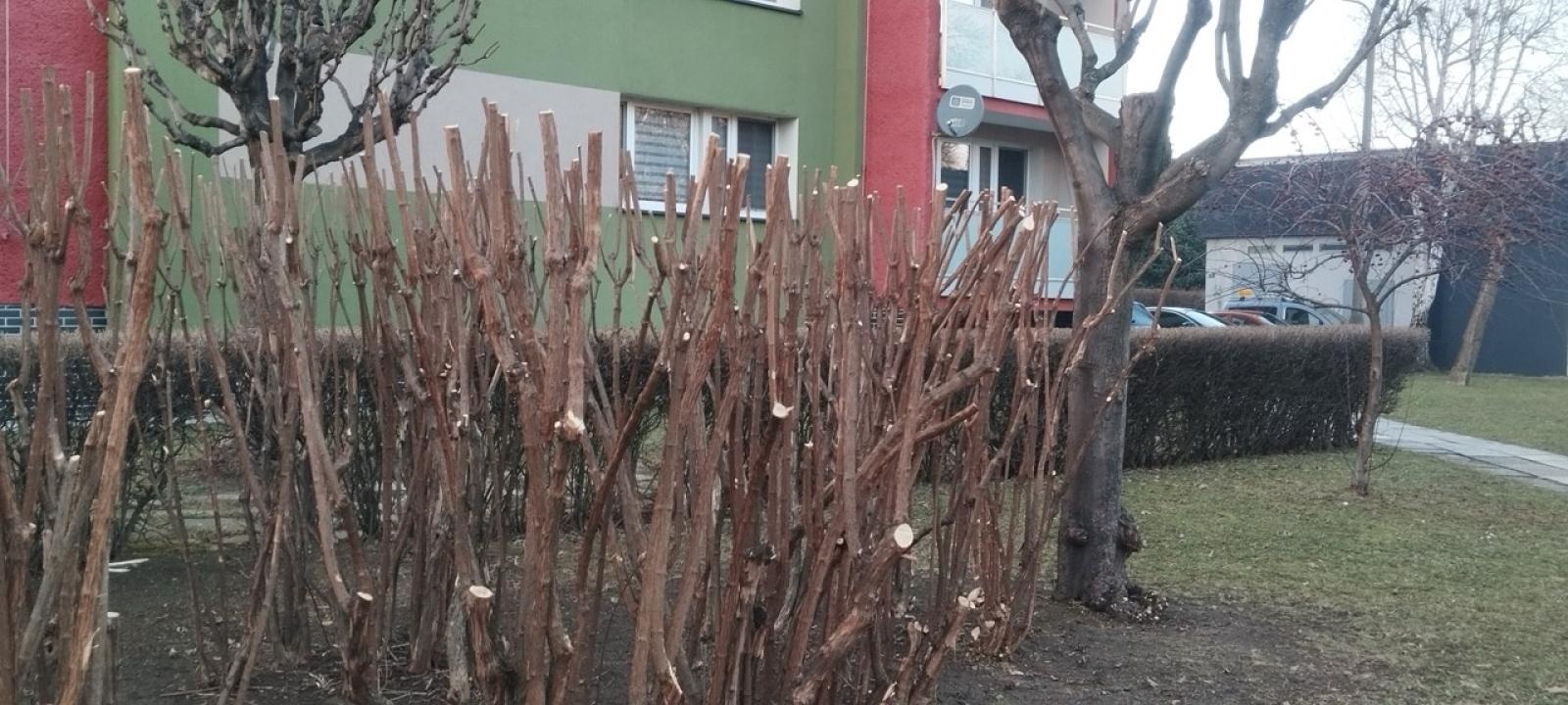 Zdjęcie w galerii na portalu naszraciborz.pl: Zielony Raciborzu, dokąd idziesz? Co się dzieje z tak zwaną pielęgnacją zieleni w Raciborzu? [LIST DO REDAKCJI] wiadomości z regionu