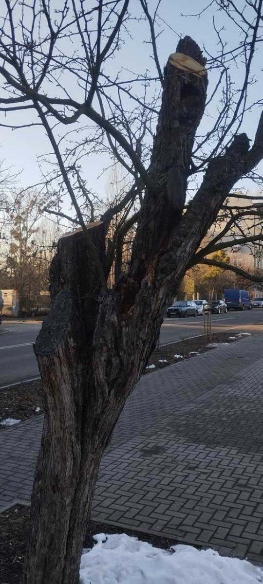 Zdjęcie w galerii na portalu naszraciborz.pl: Zielony Raciborzu, dokąd idziesz? Co się dzieje z tak zwaną pielęgnacją zieleni w Raciborzu? [LIST DO REDAKCJI] wiadomości z regionu