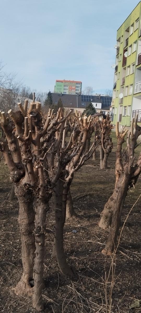 Zdjęcie w galerii na portalu naszraciborz.pl: Zielony Raciborzu, dokąd idziesz? Co się dzieje z tak zwaną pielęgnacją zieleni w Raciborzu? [LIST DO REDAKCJI] wiadomości z regionu