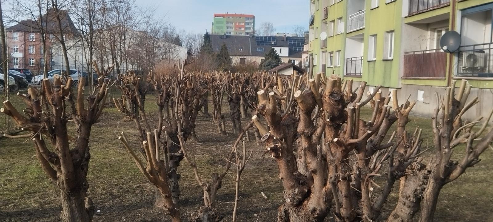 Zdjęcie w galerii na portalu naszraciborz.pl: Zielony Raciborzu, dokąd idziesz? Co się dzieje z tak zwaną pielęgnacją zieleni w Raciborzu? [LIST DO REDAKCJI] wiadomości z regionu