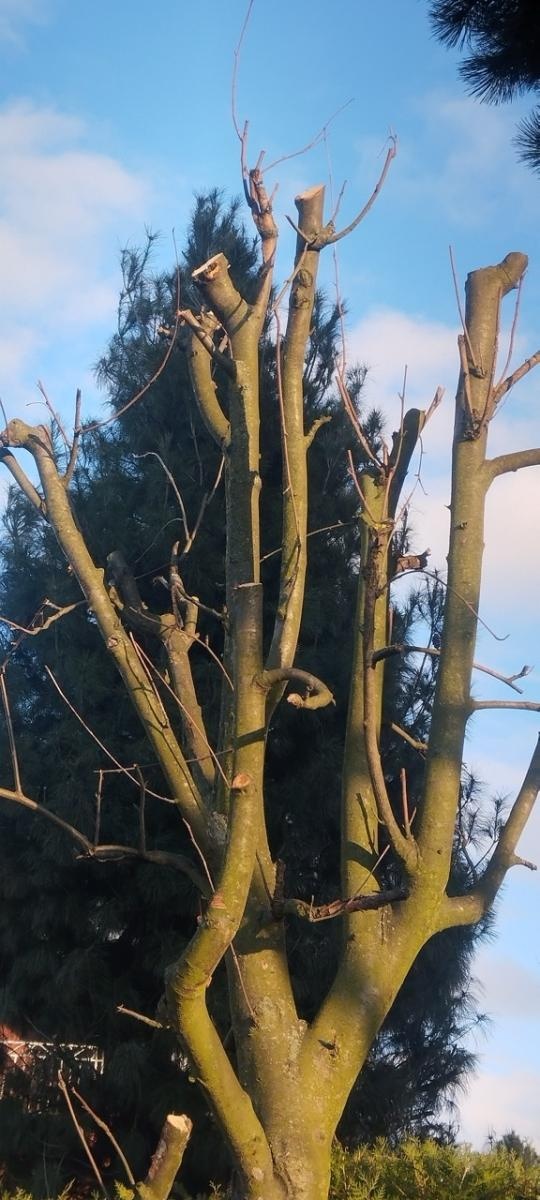 Zdjęcie w galerii na portalu naszraciborz.pl: Zielony Raciborzu, dokąd idziesz? Co się dzieje z tak zwaną pielęgnacją zieleni w Raciborzu? [LIST DO REDAKCJI] wiadomości z regionu