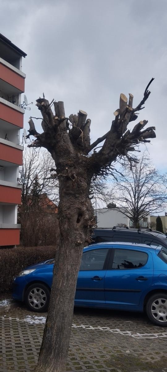 Zdjęcie w galerii na portalu naszraciborz.pl: Zielony Raciborzu, dokąd idziesz? Co się dzieje z tak zwaną pielęgnacją zieleni w Raciborzu? [LIST DO REDAKCJI] wiadomości z regionu